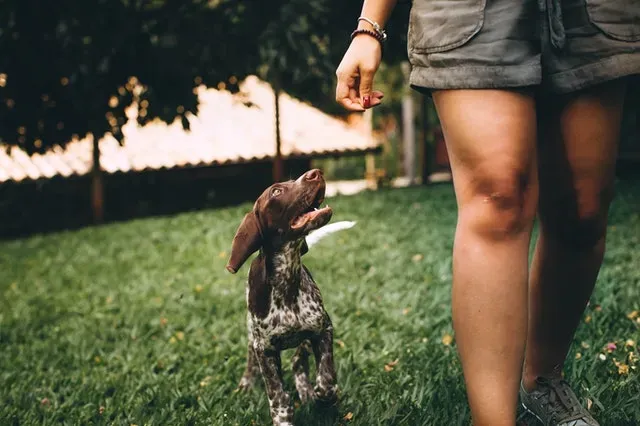 Najlepszy towarzysz życia - jak o niego dbać?