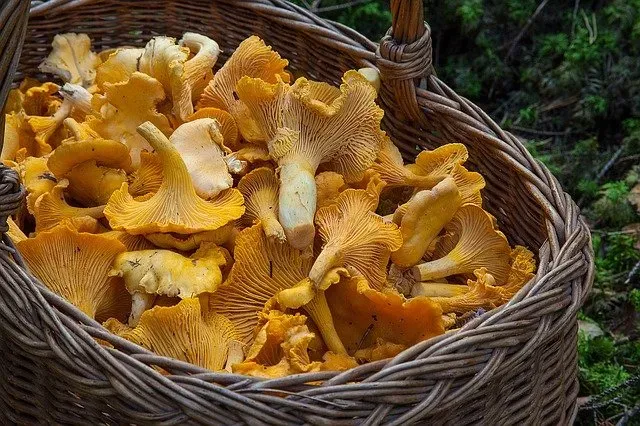 Popularne grzyby 2021 - dolnośląskie