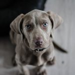 karma dla psa