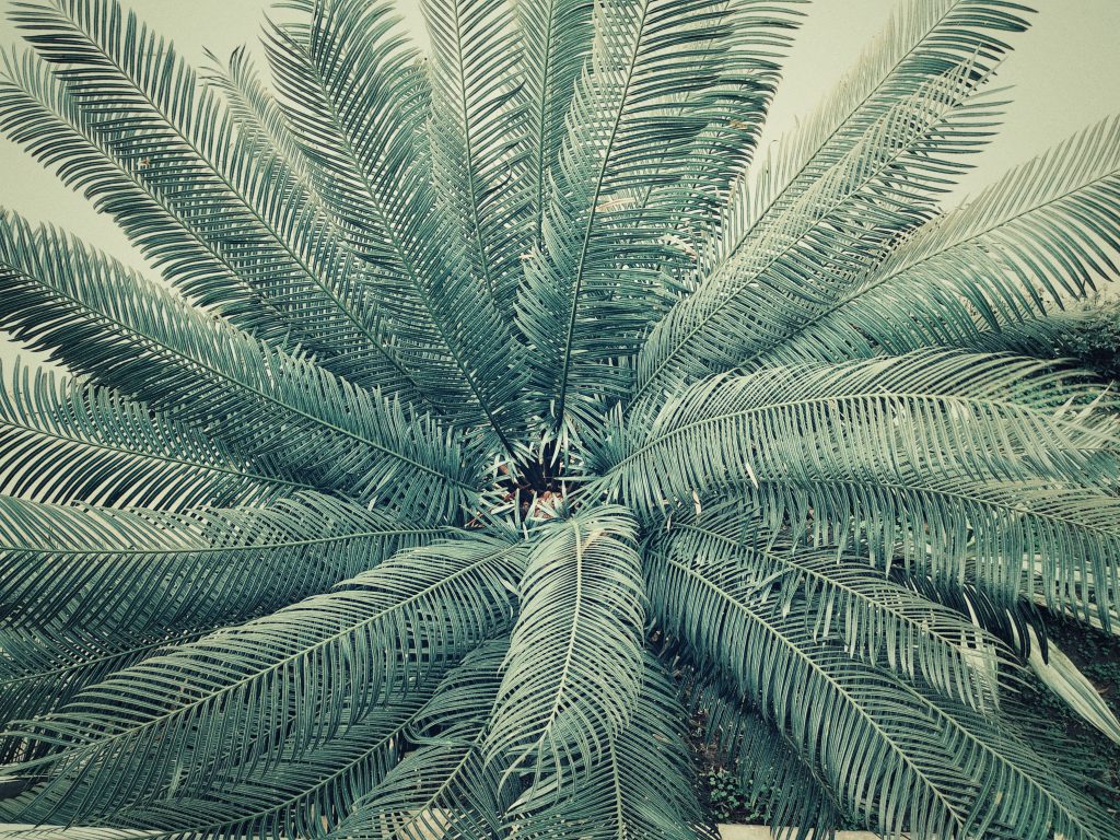 palmiarnia na śląsku