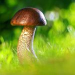 jak przygotować grzyby do suszenia