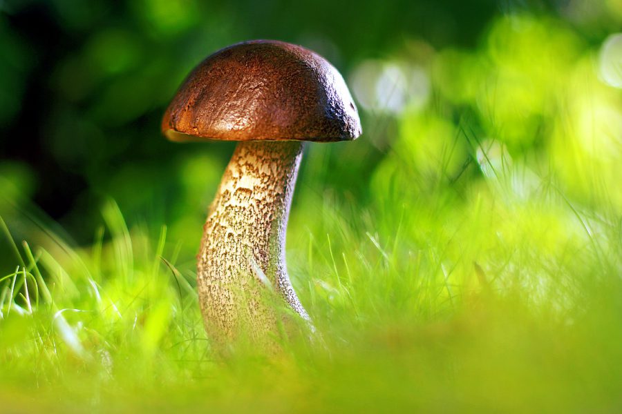 Jak przygotować grzyby do suszenia?
